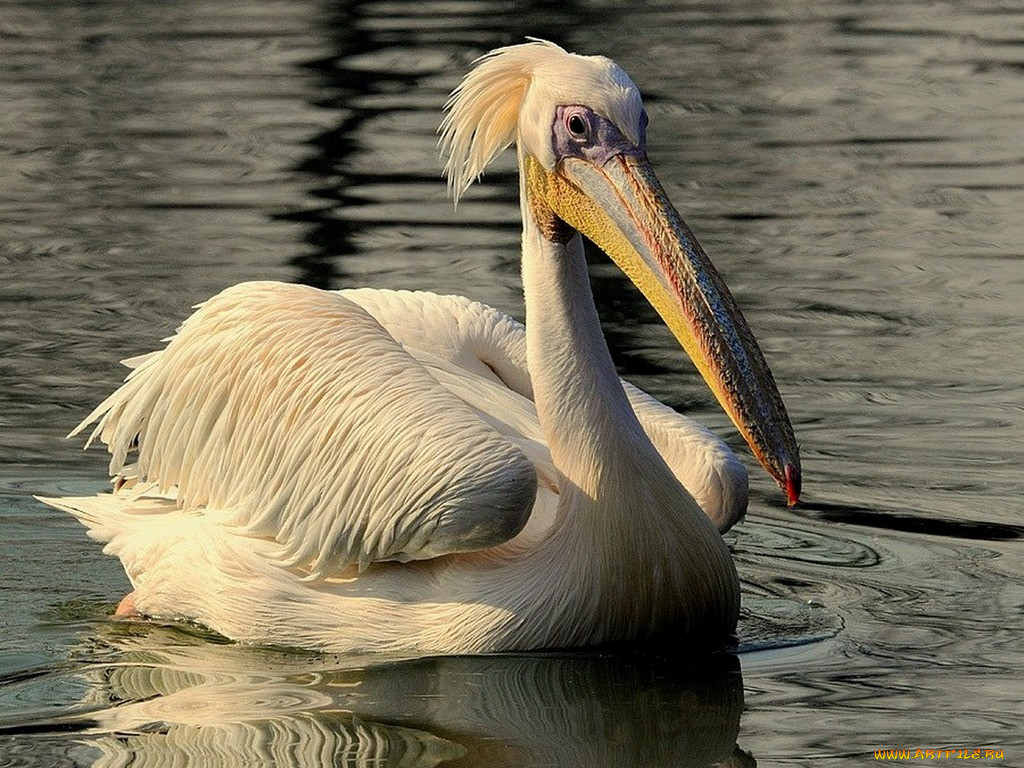 pelican, , 